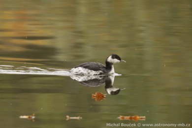 Potápka lutorohá (Podiceps auritus) Potápka lutorohá (Podiceps auritus)