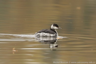 Potápka lutorohá (Podiceps auritus) Potápka lutorohá (Podiceps auritus)