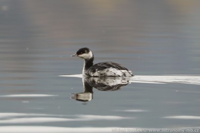 Potápka lutorohá (Podiceps auritus) Potápka lutorohá (Podiceps auritus)