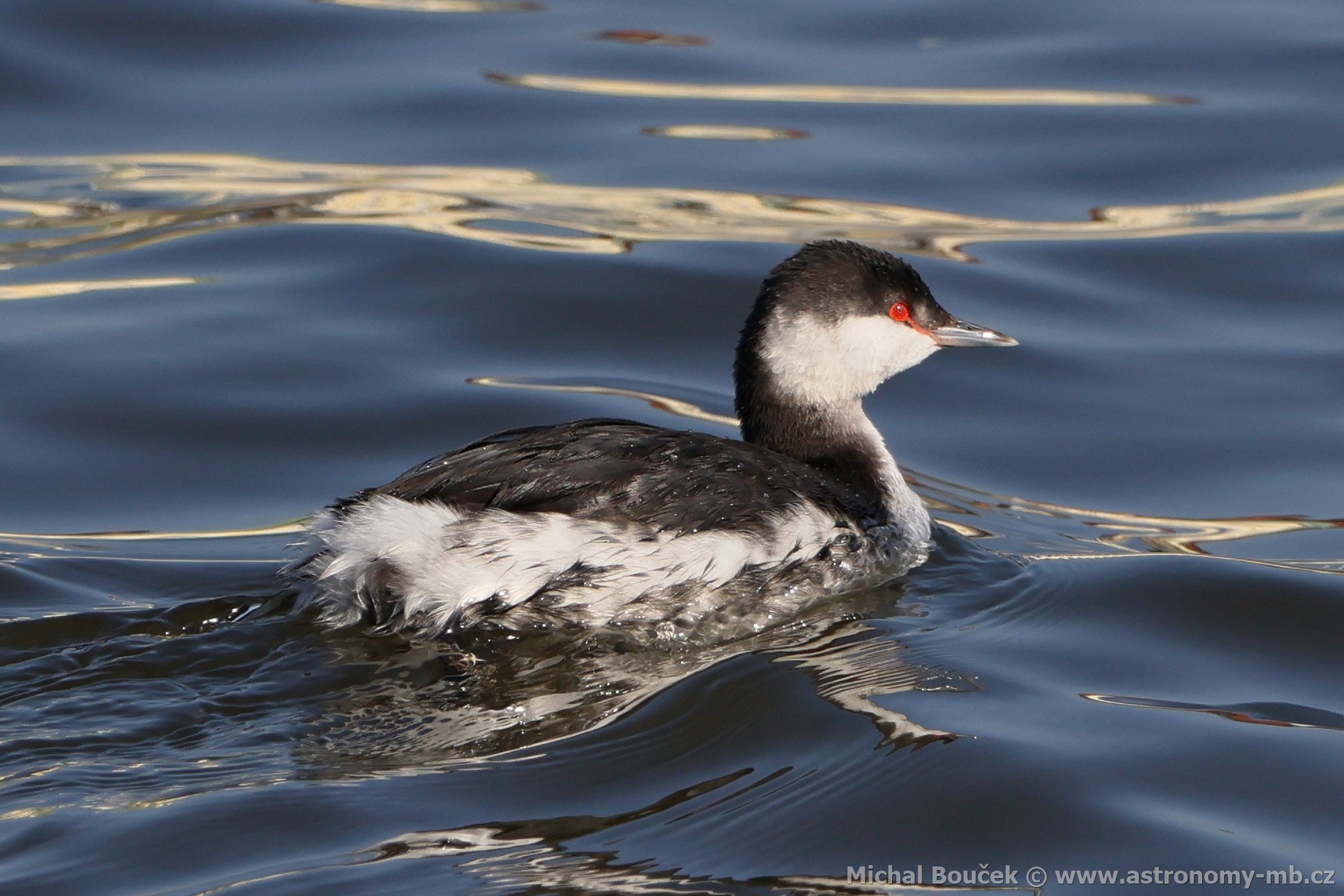 Potápka lutorohá (Podiceps auritus)