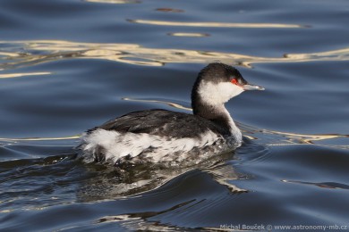 Potápka lutorohá (Podiceps auritus) Potápka lutorohá (Podiceps auritus)