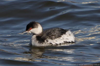 Potápka lutorohá (Podiceps auritus) Potápka lutorohá (Podiceps auritus)