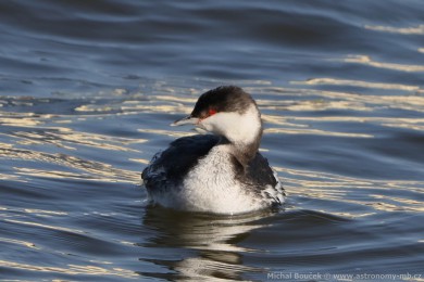 Potápka lutorohá (Podiceps auritus) Potápka lutorohá (Podiceps auritus)