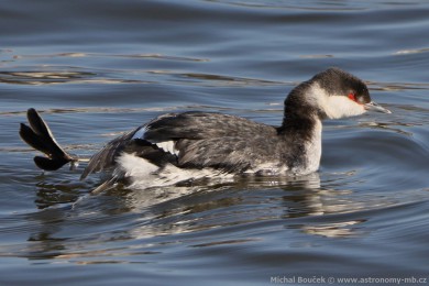 Potápka lutorohá (Podiceps auritus) Potápka lutorohá (Podiceps auritus)