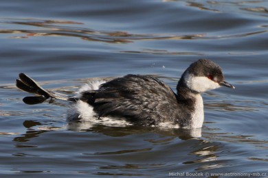 Potápka lutorohá (Podiceps auritus) Potápka lutorohá (Podiceps auritus)