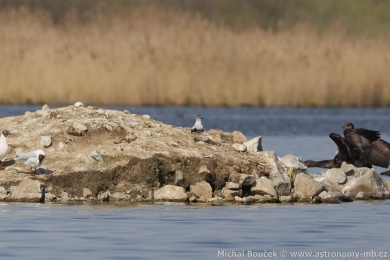 Racek mal&yacute; (Hydrocoloeus minutus)