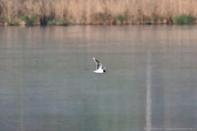 Racek mal&yacute; (Hydrocoloeus minutus)
