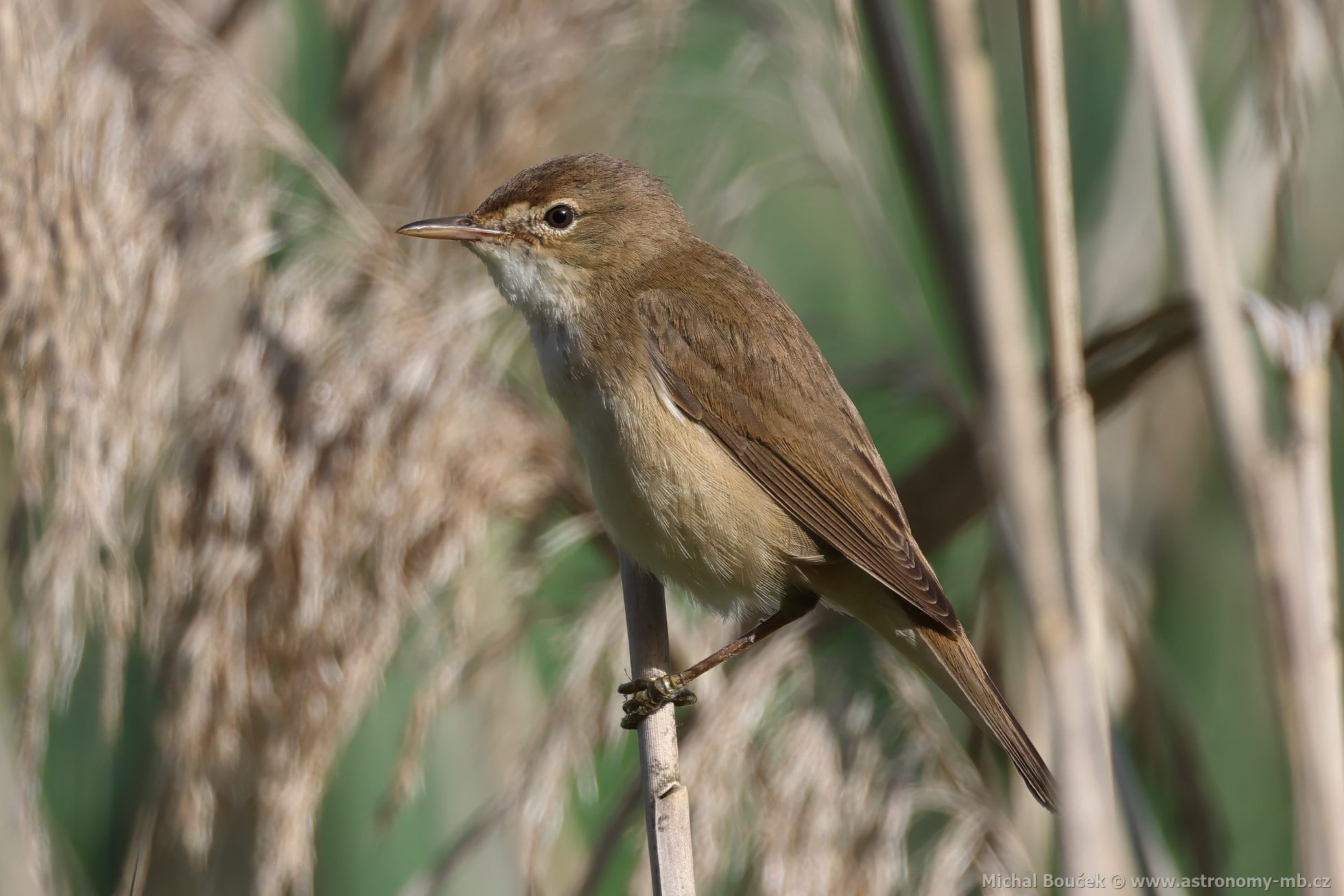 Rákosník obecný (Acrocephalus scirpaceus)