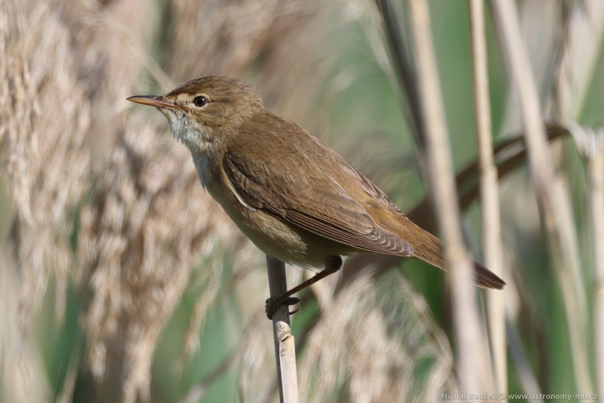 Rákosník obecný (Acrocephalus scirpaceus)