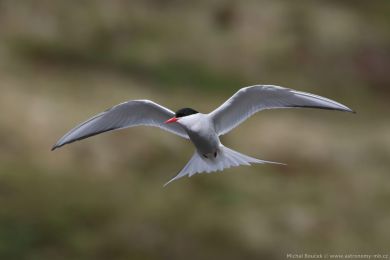 Ryb&aacute;k dlouhoocas&yacute; (Sterna paradisaea)