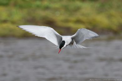 Ryb&aacute;k dlouhoocas&yacute; (Sterna paradisaea)