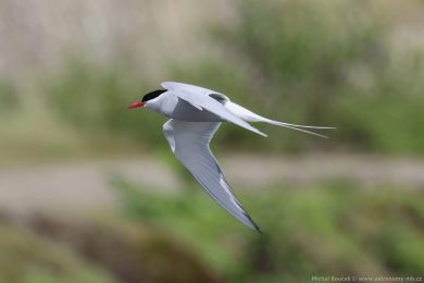 Ryb&aacute;k dlouhoocas&yacute; (Sterna paradisaea)