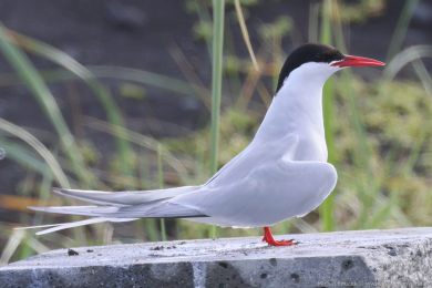 Ryb&aacute;k dlouhoocas&yacute; (Sterna paradisaea)