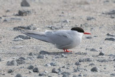Ryb&aacute;k dlouhoocas&yacute; (Sterna paradisaea)