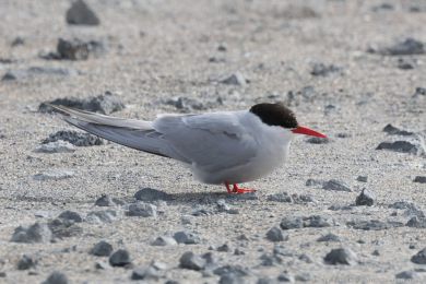 Ryb&aacute;k dlouhoocas&yacute; (Sterna paradisaea)