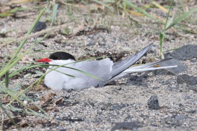 Ryb&aacute;k dlouhoocas&yacute; (Sterna paradisaea)