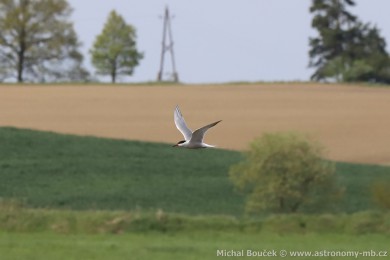 Ryb&aacute;k obecn&yacute; (Sterna hirundo)