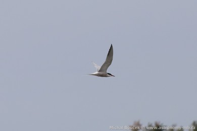 Ryb&aacute;k obecn&yacute; (Sterna hirundo)