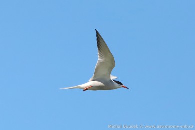 Ryb&aacute;k obecn&yacute; (Sterna hirundo)
