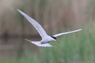 Ryb&aacute;k obecn&yacute; (Sterna hirundo)