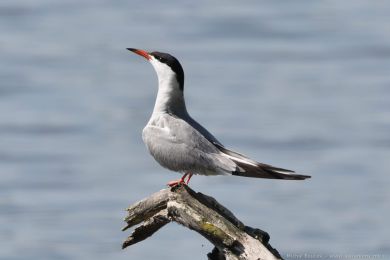 Ryb&aacute;k obecn&yacute; (Sterna hirundo)