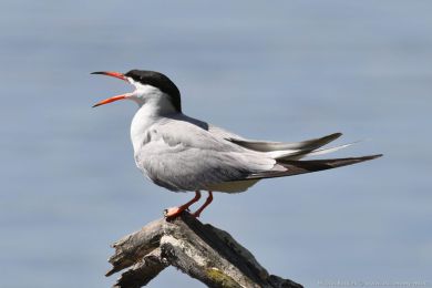 Ryb&aacute;k obecn&yacute; (Sterna hirundo)