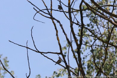 Skivan lesní (Lullula arborea)