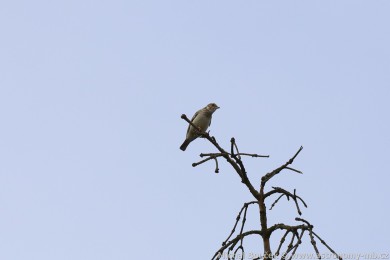 Skivan lesní (Lullula arborea)
