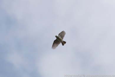 Skivan lesní (Lullula arborea)