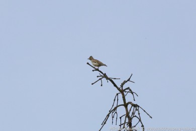 Skivan lesní (Lullula arborea)