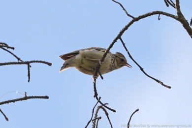 Skivan lesní (Lullula arborea)