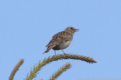 Skivan lesní (Lullula arborea)