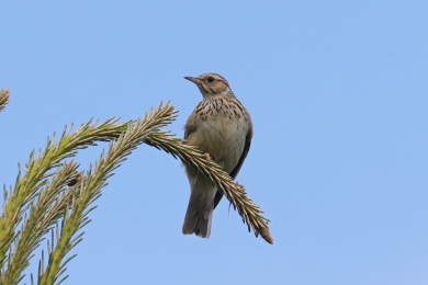 Skivan lesní (Lullula arborea)