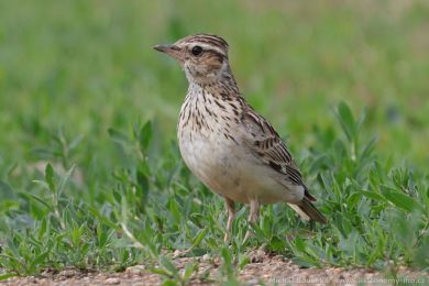 Skivan lesní (Lullula arborea)