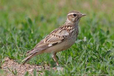 Skivan lesní (Lullula arborea)
