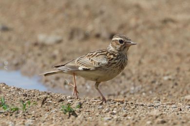 Skivan lesní (Lullula arborea)