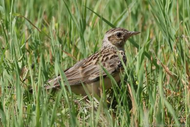 Skivan lesní (Lullula arborea)
