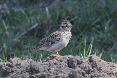 Sk�ivan lesn&iacute; (Lullula arborea)