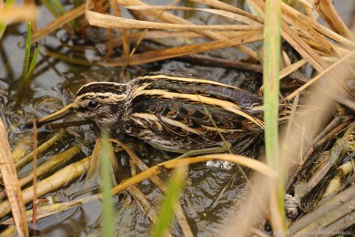 Sluka malá (Lymnocryptes minimus)