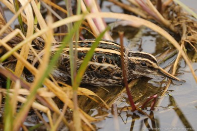 Sluka malá (Lymnocryptes minimus)