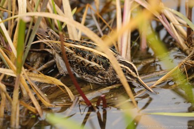Sluka malá (Lymnocryptes minimus)