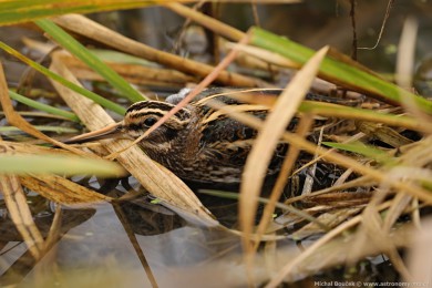 Sluka malá (Lymnocryptes minimus)