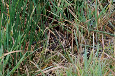 Sluka malá (Lymnocryptes minimus)