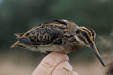 Sluka malá (Lymnocryptes minimus)