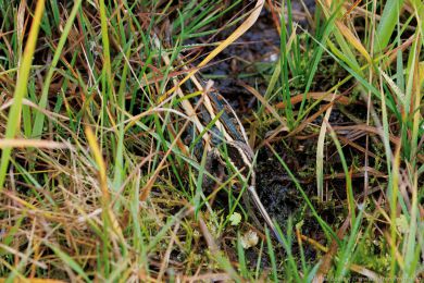 Sluka malá (Lymnocryptes minimus)