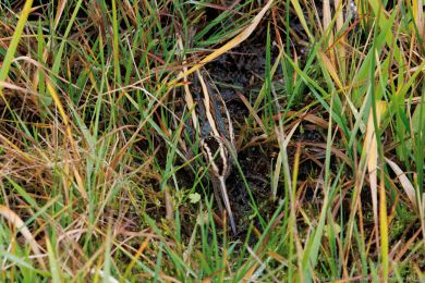 Sluka malá (Lymnocryptes minimus)