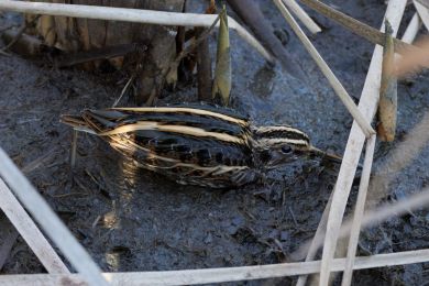 Sluka malá (Lymnocryptes minimus)