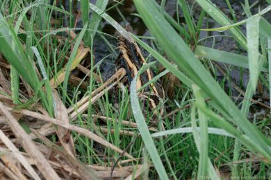 Sluka malá (Lymnocryptes minimus)