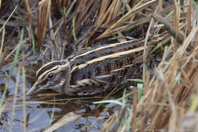 Sluka malá (Lymnocryptes minimus)