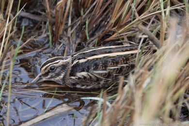 Sluka malá (Lymnocryptes minimus)